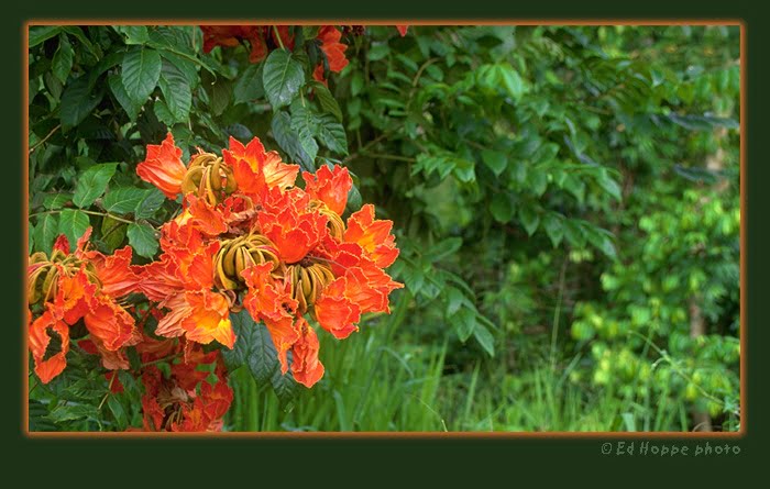 Anasco Flower