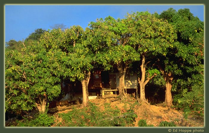 Mango Trees in the countryside.