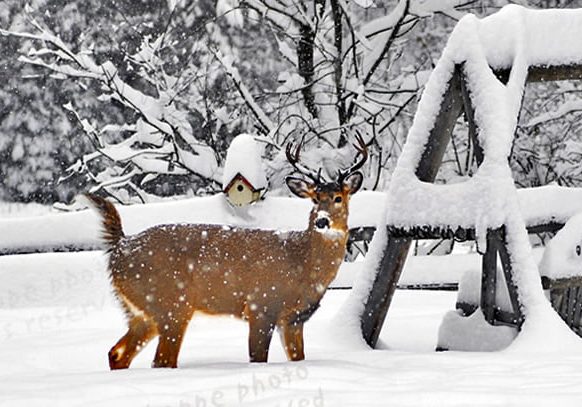 Winter Buck by Swing